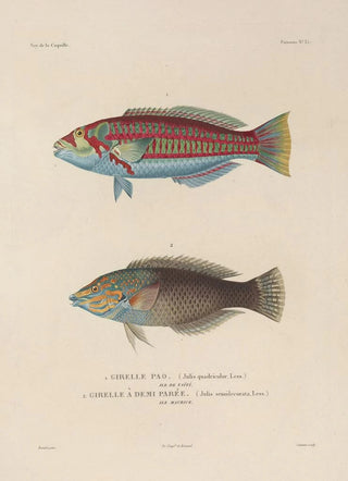 LouisIsidore Duperrey - Voyage autour du monde Pl042.webp