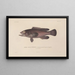 Reise um die Welt Pl044 - Louis-Isidore Duperrey — gerahmtes Bild an der Wand