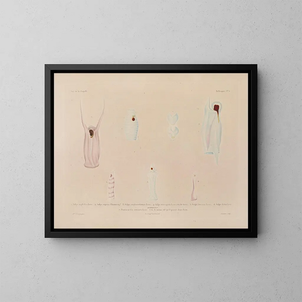 Reise um die Welt - Louis-Isidore Duperrey — gerahmtes Bild an der Wand