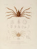 Reise um die Welt Pl. 063 - Louis-Isidore Duperrey — Ansicht des Kunstwerks