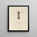 Reise um die Welt Pl. 065 - Louis-Isidore Duperrey — gerahmtes Bild an der Wand
