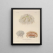 Reise um die Welt Pl088 - Louis-Isidore Duperrey — gerahmtes Bild an der Wand