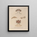 Reise um die Welt Pl095 - Louis-Isidore Duperrey — gerahmtes Bild an der Wand