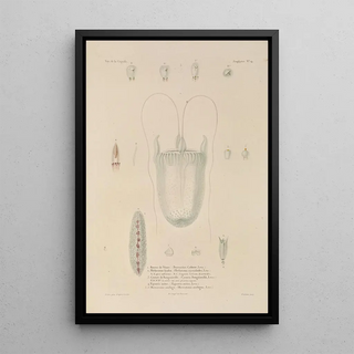 LouisIsidore Duperrey - Voyage autour du monde Pl101.webp