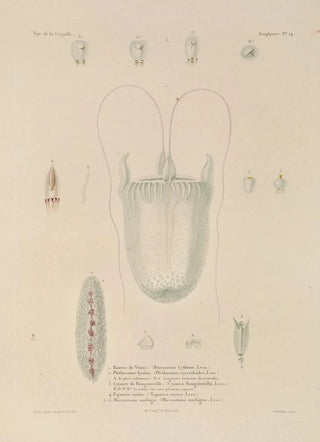 LouisIsidore Duperrey - Voyage autour du monde Pl101.webp