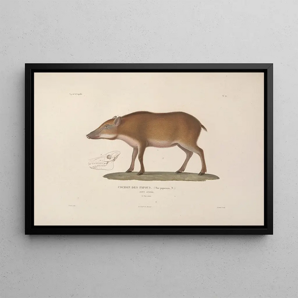 Reise um die Welt Pl111 - Louis-Isidore Duperrey — gerahmtes Bild an der Wand