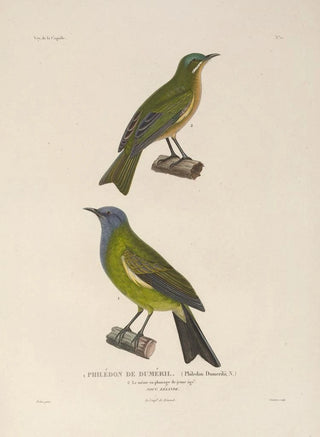 LouisIsidore Duperrey - Voyage autour du monde Pl124.webp