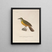 Voyage autour du monde Pl125 - Louis-Isidore Duperrey — gerahmtes Bild an der Wand