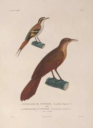 LouisIsidore Duperrey - Voyage autour du monde Pl133.webp