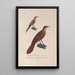 Reise um die Welt Pl133 - Louis-Isidore Duperrey — gerahmtes Bild an der Wand