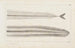 Recherches sur les poissons fossiles Pl005 - Louis Agassiz — Ansicht des Kunstwerks