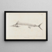 Recherches sur les poissons fossiles Pl006 - Louis Agassiz — gerahmtes Bild an der Wand