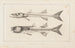 Recherches sur les poissons fossiles Pl007 - Louis Agassiz — Ansicht des Kunstwerks