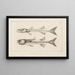Recherches sur les poissons fossiles Pl007 - Louis Agassiz — gerahmtes Bild an der Wand