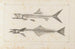 Recherches sur les poissons fossiles Pl008 - Louis Agassiz — Ansicht des Kunstwerks