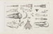 Recherches sur les poissons fossiles Pl011 - Louis Agassiz — Ansicht des Kunstwerks