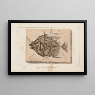 Louis Agassiz - Recherches sur les poissons fossiles Pl017.webp