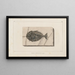 Recherches sur les poissons fossiles Pl019 - Louis Agassiz — gerahmtes Bild an der Wand