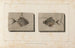 Recherches sur les poissons fossiles Pl020 - Louis Agassiz — Ansicht des Kunstwerks