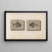 Recherches sur les poissons fossiles Pl020 - Louis Agassiz — gerahmtes Bild an der Wand