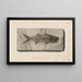 Recherches sur les poissons fossiles Pl021 - Louis Agassiz — gerahmtes Bild an der Wand