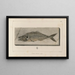 Recherches sur les poissons fossiles Pl024 - Louis Agassiz — gerahmtes Bild an der Wand