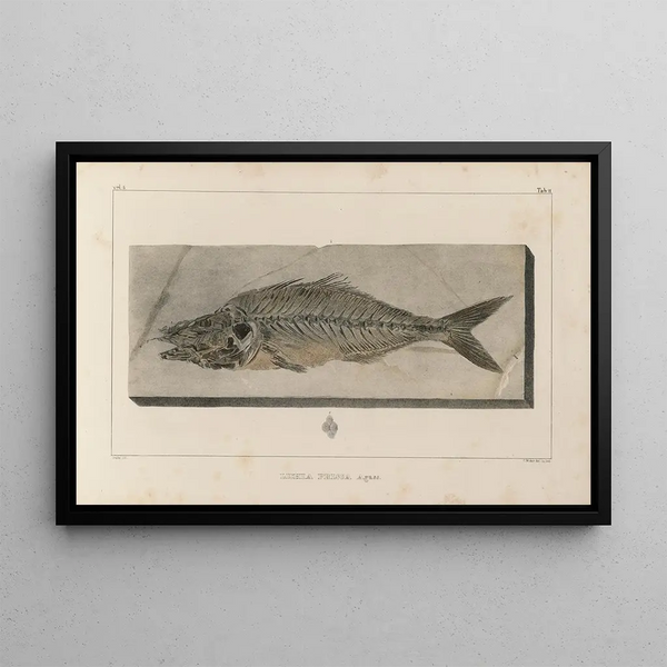 Recherches sur les poissons fossiles Pl024 - Louis Agassiz — gerahmtes Bild an der Wand