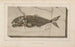 Recherches sur les poissons fossiles Pl025 - Louis Agassiz — Ansicht des Kunstwerks