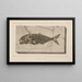 Recherches sur les poissons fossiles Pl025 - Louis Agassiz — gerahmtes Bild an der Wand