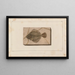 Recherches sur les poissons fossiles Pl027 - Louis Agassiz — gerahmtes Bild an der Wand