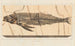 Recherches sur les poissons fossiles Pl028 - Louis Agassiz — Ansicht des Kunstwerks