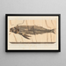 Recherches sur les poissons fossiles Pl028 - Louis Agassiz — gerahmtes Bild an der Wand
