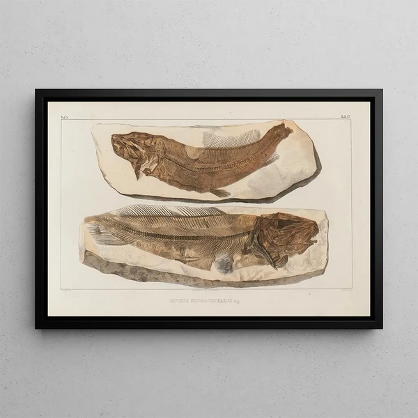 Louis Agassiz - Recherches sur les poissons fossiles Pl031.webp