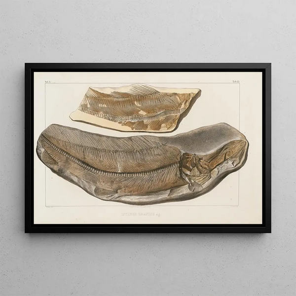 Louis Agassiz - Recherches sur les poissons fossiles Pl032.webp