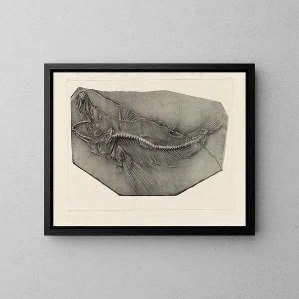 Recherches sur les poissons fossiles Pl. 037 - Louis Agassiz — gerahmtes Bild an der Wand