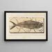 Recherches sur les poissons fossiles Pl040 - Louis Agassiz — gerahmtes Bild an der Wand