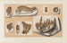 Recherches sur les poissons fossiles Pl042 - Louis Agassiz — Ansicht des Kunstwerks