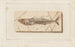 Recherches sur les poissons fossiles Pl045 - Louis Agassiz — Ansicht des Kunstwerks