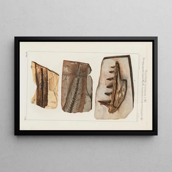 Louis Agassiz - Recherches sur les poissons fossiles Pl047.webp