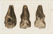 Recherches sur les poissons fossiles Pl049 - Louis Agassiz — Ansicht des Kunstwerks