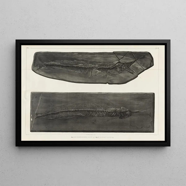 Recherches sur les poissons fossiles Pl050 - Louis Agassiz — gerahmtes Bild an der Wand