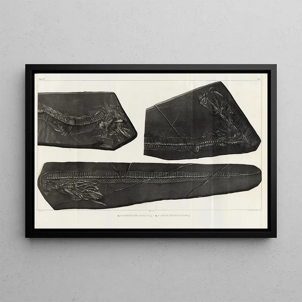 Recherches sur les Poissons Fossiles Pl058 - Louis Agassiz — gerahmtes Bild an der Wand