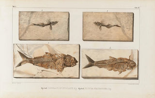 Louis Agassiz - Recherches sur les poissons fossiles Pl059.webp