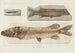 Recherches sur les poissons fossiles, Pl064 - Louis Agassiz — Ansicht des Kunstwerks