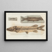 Recherches sur les poissons fossiles, Pl064 - Louis Agassiz — gerahmtes Bild an der Wand