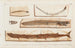 Recherches sur les poissons fossiles Pl065 - Louis Agassiz — Ansicht des Kunstwerks