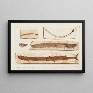Louis Agassiz - Recherches sur les poissons fossiles Pl065.webp
