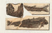 Recherches sur les poissons fossiles Pl067 - Louis Agassiz — Ansicht des Kunstwerks