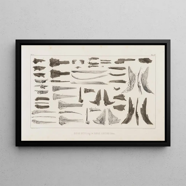 Recherches sur les poissons fossiles Pl069 - Louis Agassiz — gerahmtes Bild an der Wand