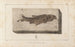 Recherches sur les poissons fossiles Pl073 - Louis Agassiz — Ansicht des Kunstwerks